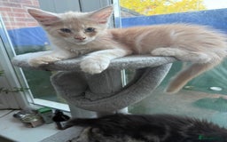 Maine Coon cats for sale: Maine Coon Kittens in Greenford - Image 10