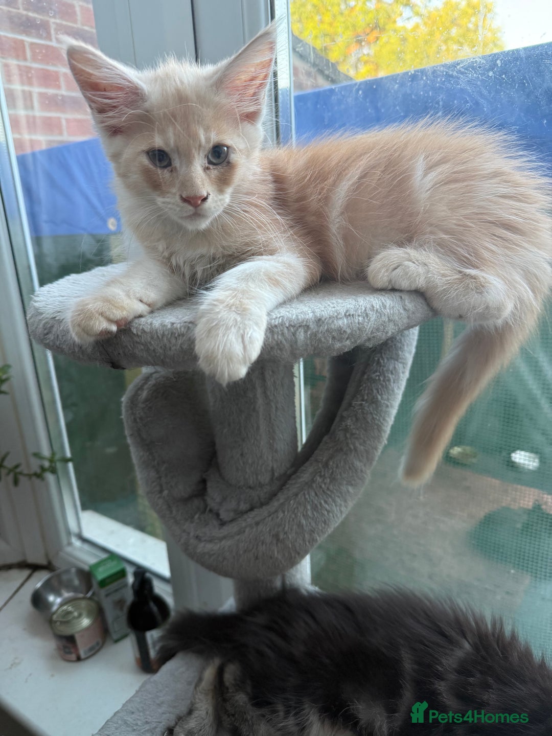 Maine Coon cats for sale: Maine Coon Kittens in Greenford - Image 10