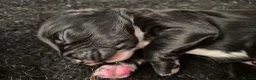 Sprocker dogs for sale: Sprocker Spaniel Puppies - Advert 9