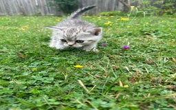 Scottish Fold cats for sale: Scotish fold kittens  - Image 14