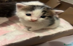 British Shorthair cats for sale: 5 beautiful kittens available from 18th December  - Advert 3