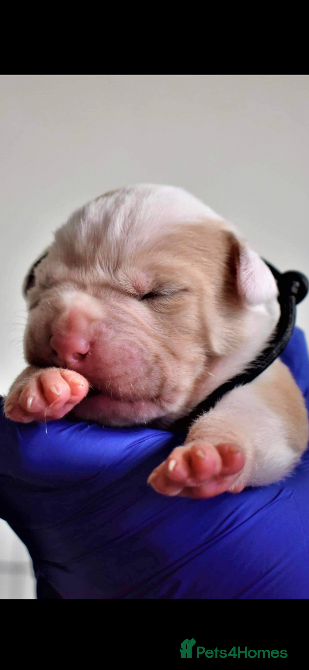 Alapaha Blue Blood Bulldog dogs for stud: Alapaha blue blood bulldog - Advert 2