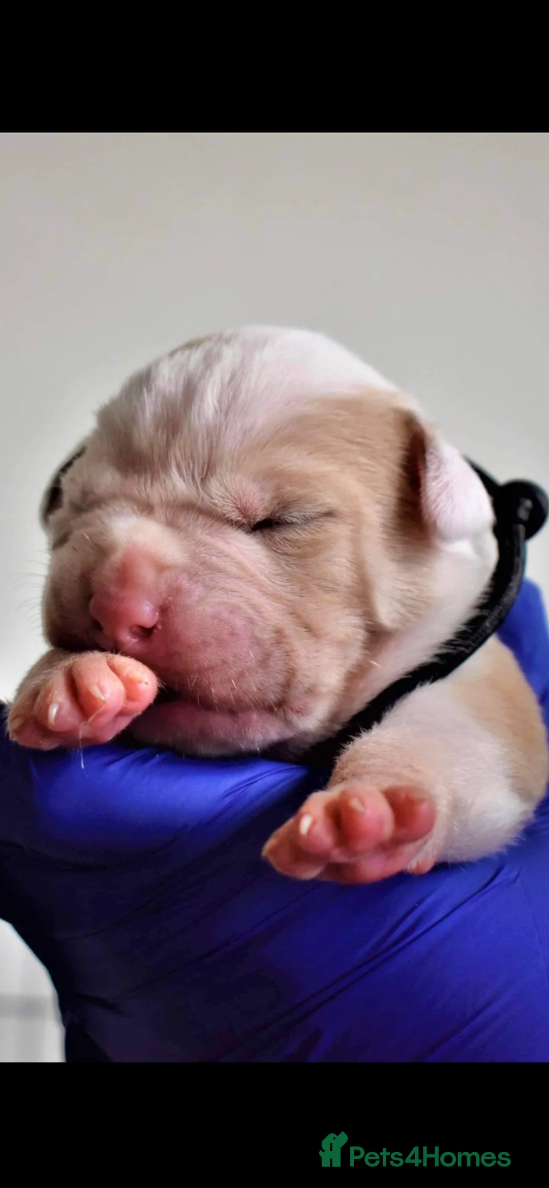 Alapaha Blue Blood Bulldog dogs for stud: Alapaha blue blood bulldog - Advert 2