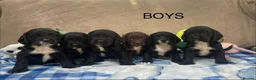 Cocker Spaniel dogs for sale: Beautiful Cocker Spaniel Puppies–4 Girls & 6 Boys - Advert 4