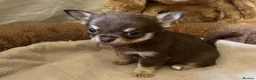 Chihuahua dogs for sale: Chihuahua puppies with blue and green eyes 2 m & 2 - Advert 23