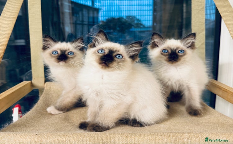Ragdoll cats - Advert 8