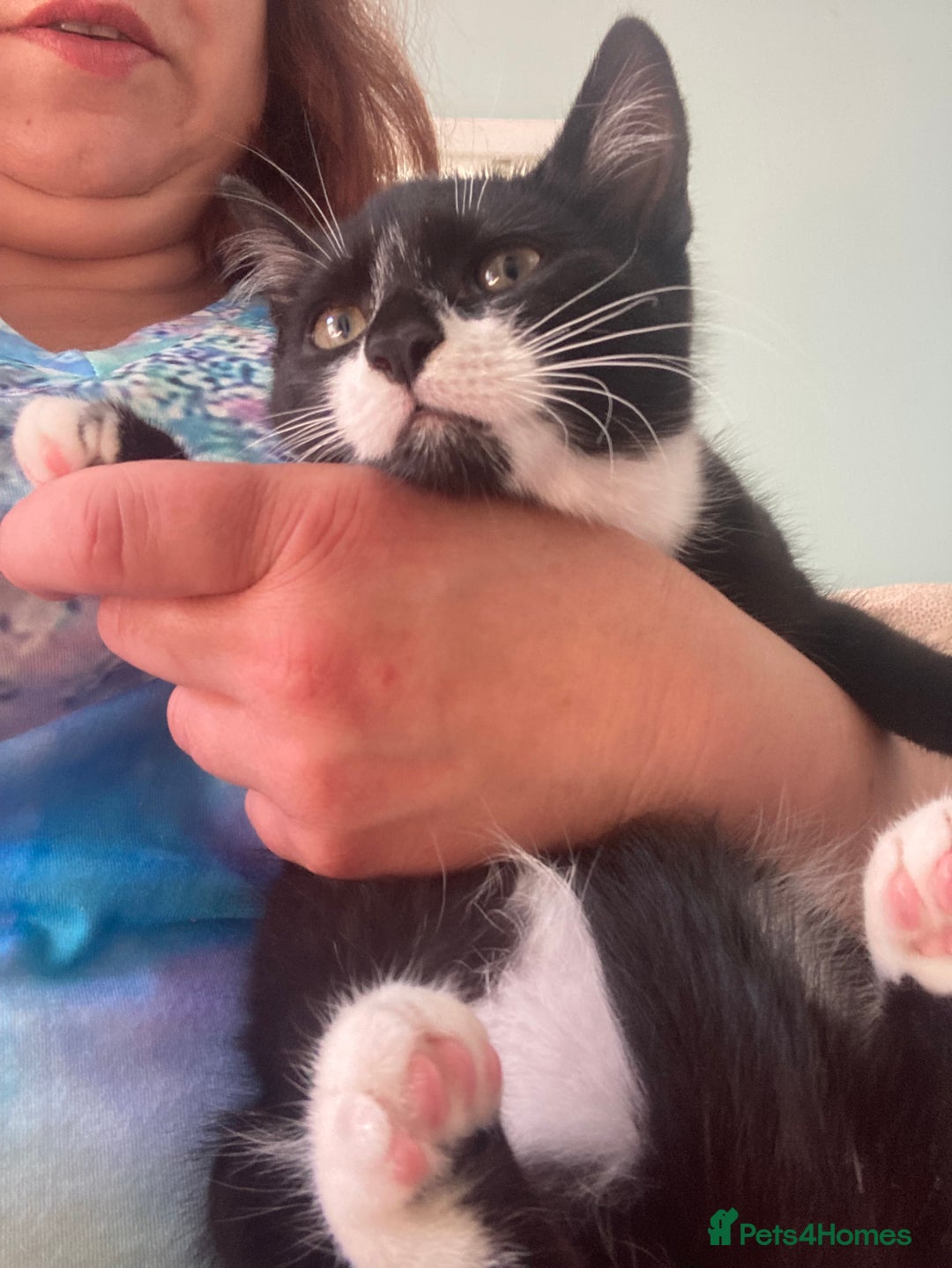 Mixed Breed cats for sale: Calico tabby cross  - Image 7