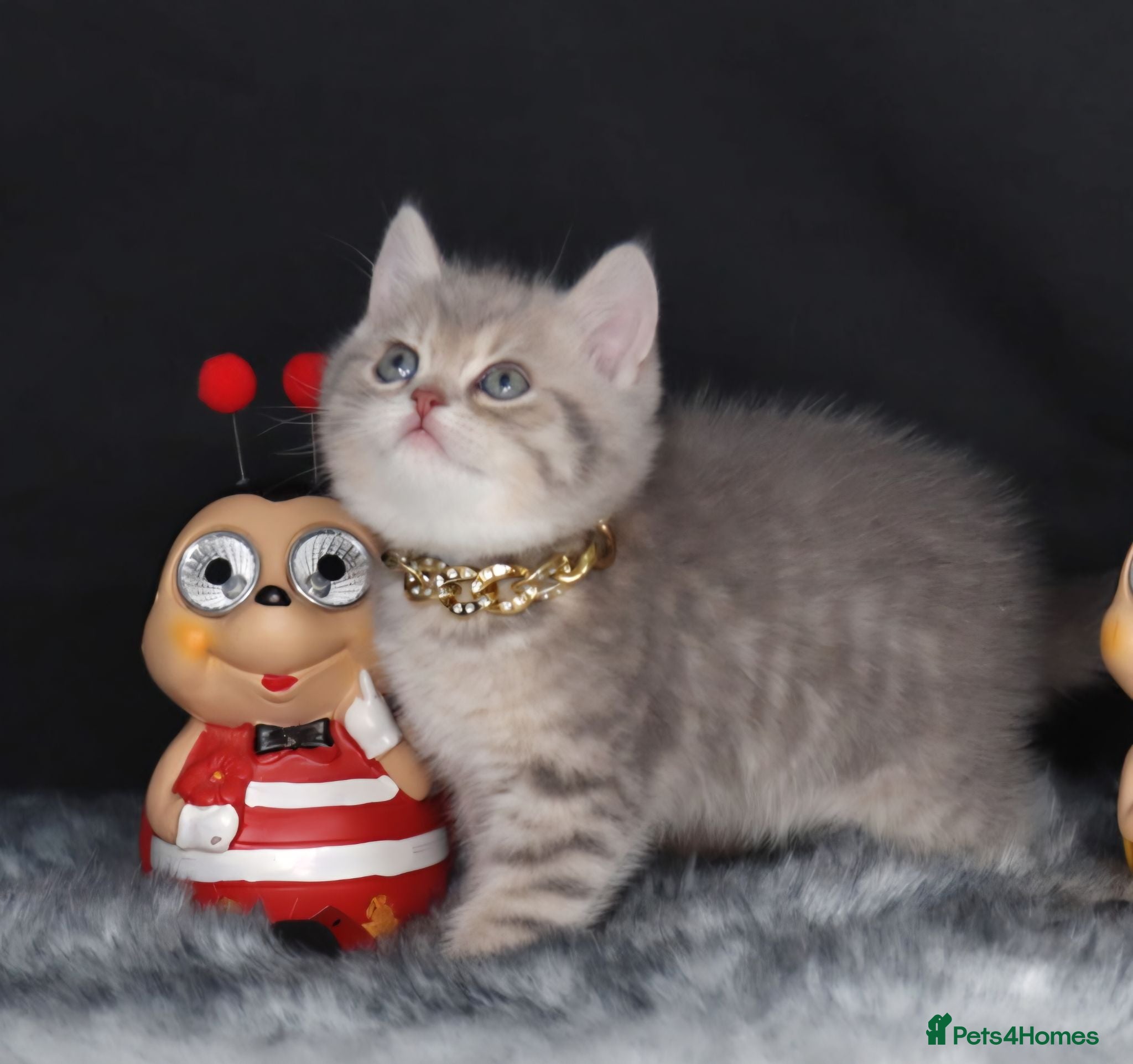 British Shorthair cats Registered Golden British Shorthaired kittens - Advert 2