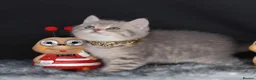 British Shorthair cats for sale: Registered Golden British Shorthaired kittens - Advert 2