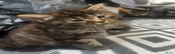 Maine Coon cats for sale: Maincoone x Norwegian forest kittens - Advert 16