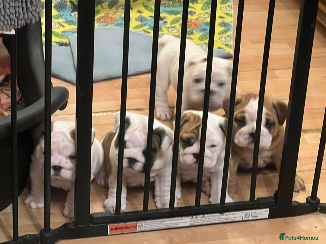 English Bulldog dogs for sale: English bulldogs - Advert 1