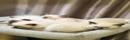 Siamese cats for sale: Fluffy Siamese x Ragdoll Kittens – Blue Eyes - Advert 8