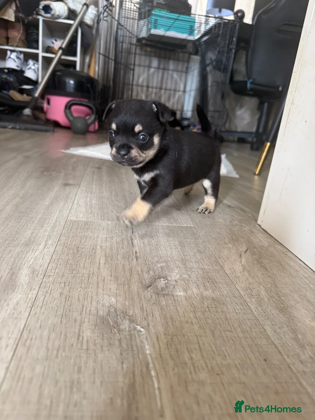 Mixed Breed dogs for sale: Stunning French Pomeranian puppies  - Advert 2