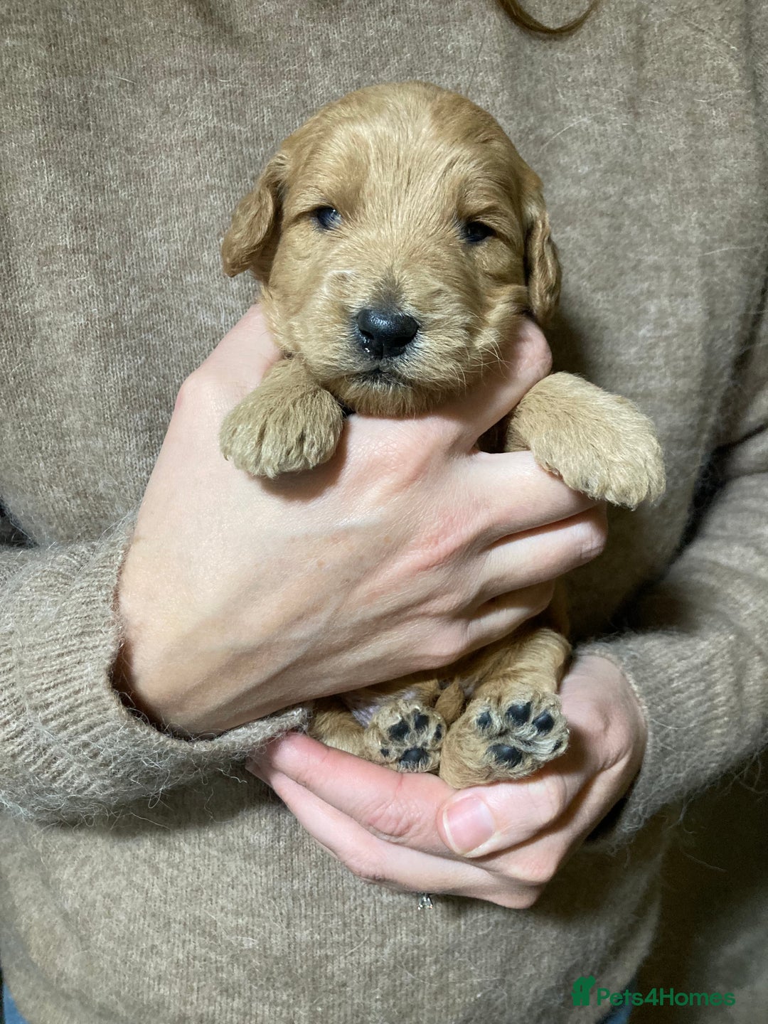 Goldendoodle dogs for sale: Miniature F1B Goldendoodle puppies - Advert 17