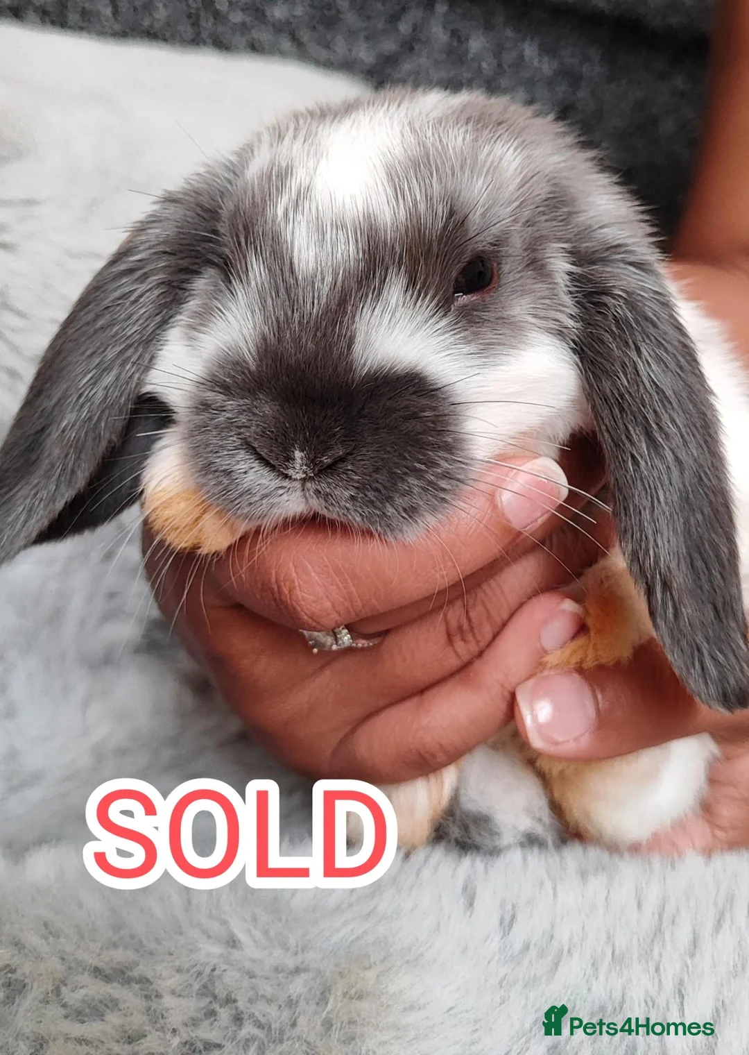 Mini Lop rabbits for sale: Beautiful mini lop - Advert 8