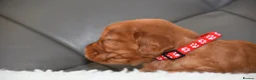 Cocker Spaniel dogs for sale: Kc Reg Show Type Cocker Spaniel  Health Tested - Advert 23