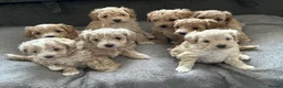 Maltipoo dogs for sale: Maltipoo Puppies 💗 in Stanmore - Advert 10