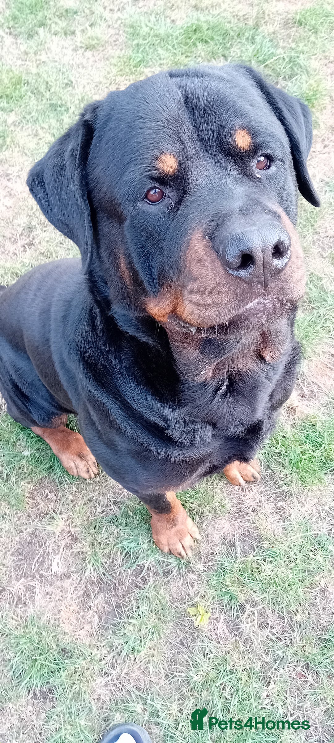Rottweiler dogs for stud: Rottweiler Stud (Rocco) - Image 2