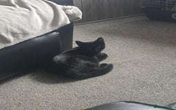 Bombay cats for sale: Kittens  - Image 5