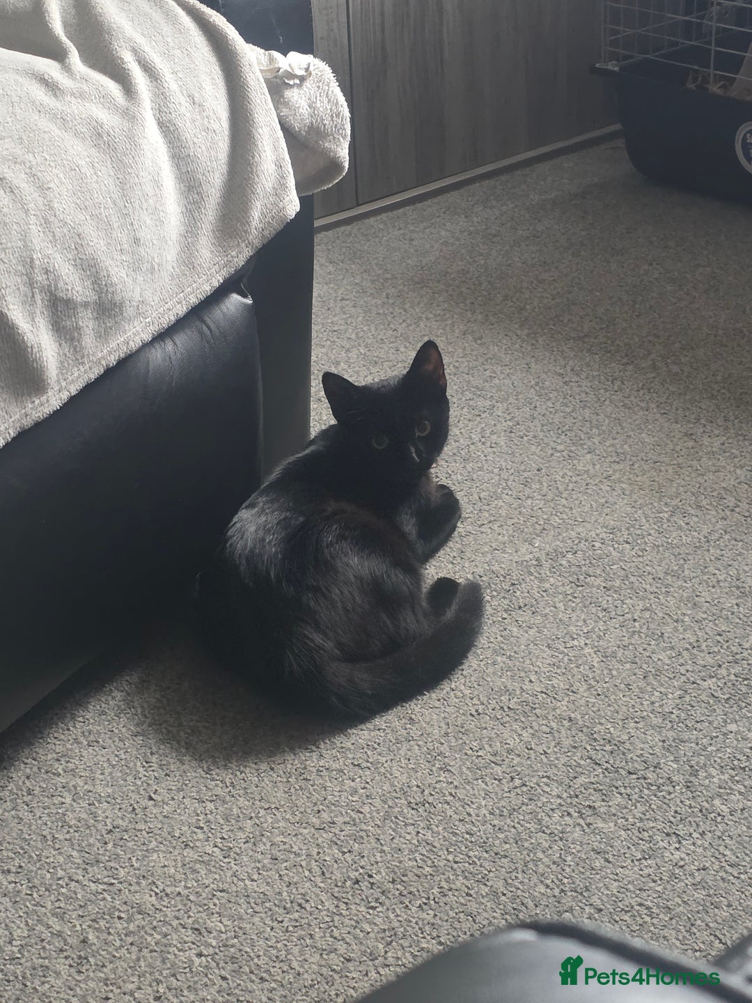Bombay cats for sale: Kittens  - Image 5
