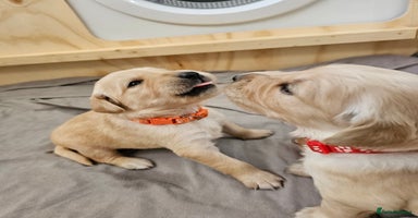Golden Retriever dogs - Advert 2