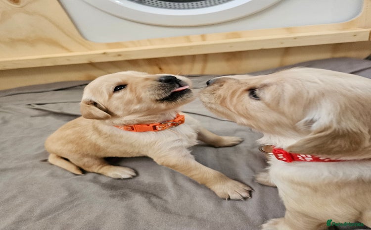 Golden Retriever dogs - Advert 1
