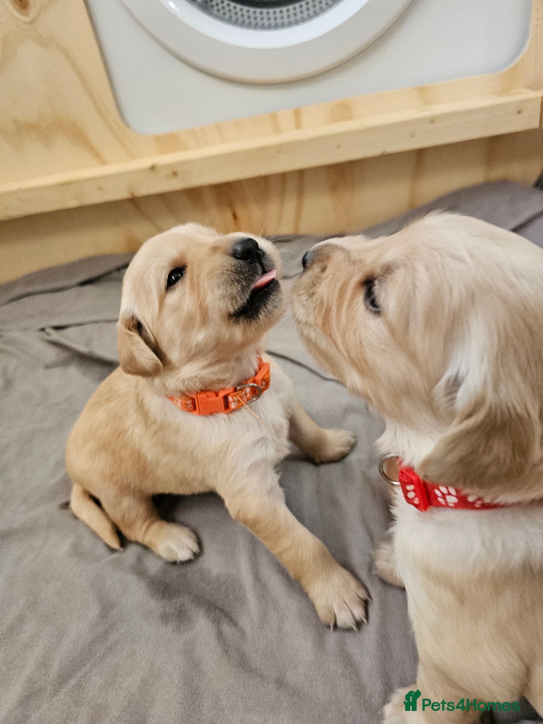 Golden Retriever dogs for sale: Gorgeous KC registered golden retriever puppys - Image 1