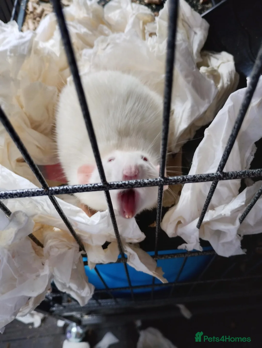 Rat rodents for sale: 2x Female rats - Advert 2