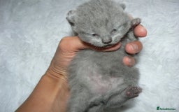 British Shorthair cats for sale: Pedegree British Blue + Tabby Shorthair Kittens - Image 18