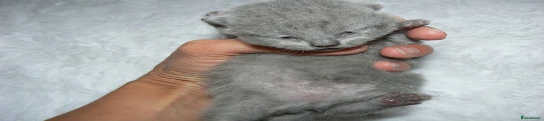 British Shorthair Kitten 2