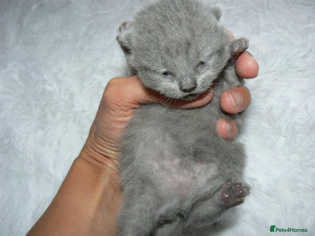 British Shorthair cats for sale: Pedegree British Blue + Tabby Shorthair Kittens - Image 18