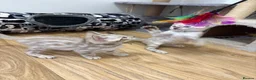 Bengal cats for sale: Pedigree Snow Glittery Bengals  - Advert 16