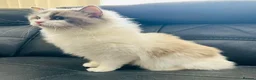 Ragdoll cats for sale: Stunning female ragdoll cats for sale  - Advert 3