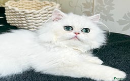 Persian cats for sale: Rare beauty chinchilla persian male kitten - Image 3
