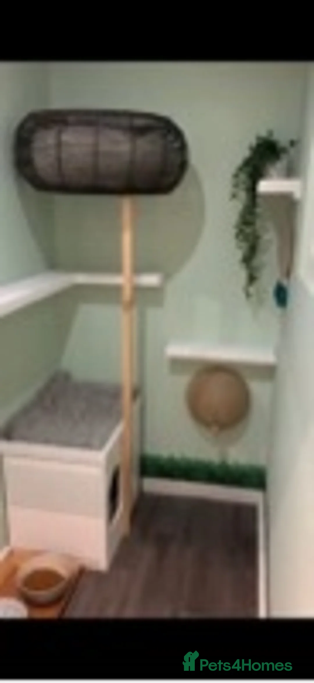 Ragdoll cats for stud: Very large proven ragdoll with available litter in Brighouse - Advert 8