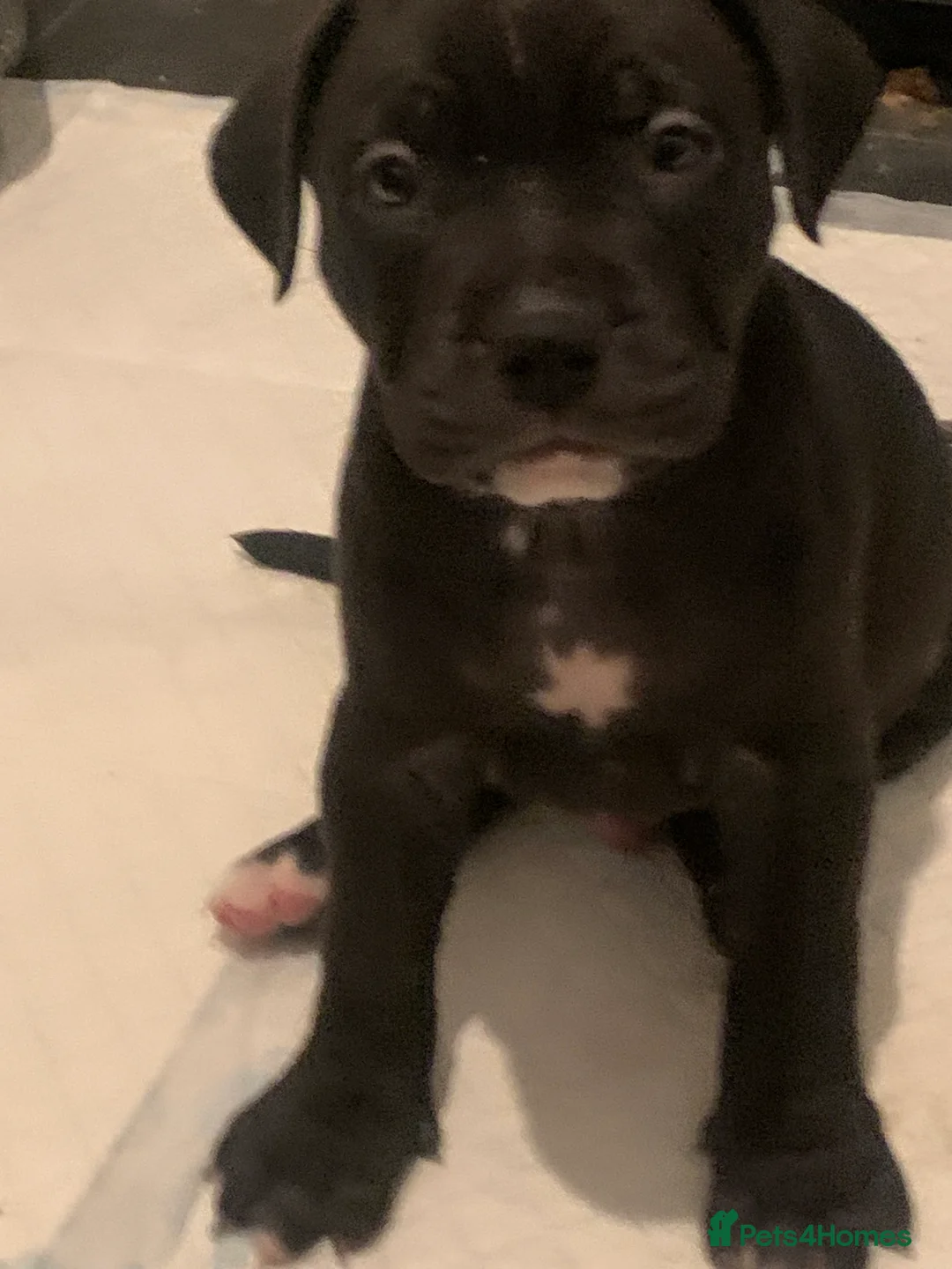 Mixed Breed dogs for sale: Miss Leanne smith - Advert 8