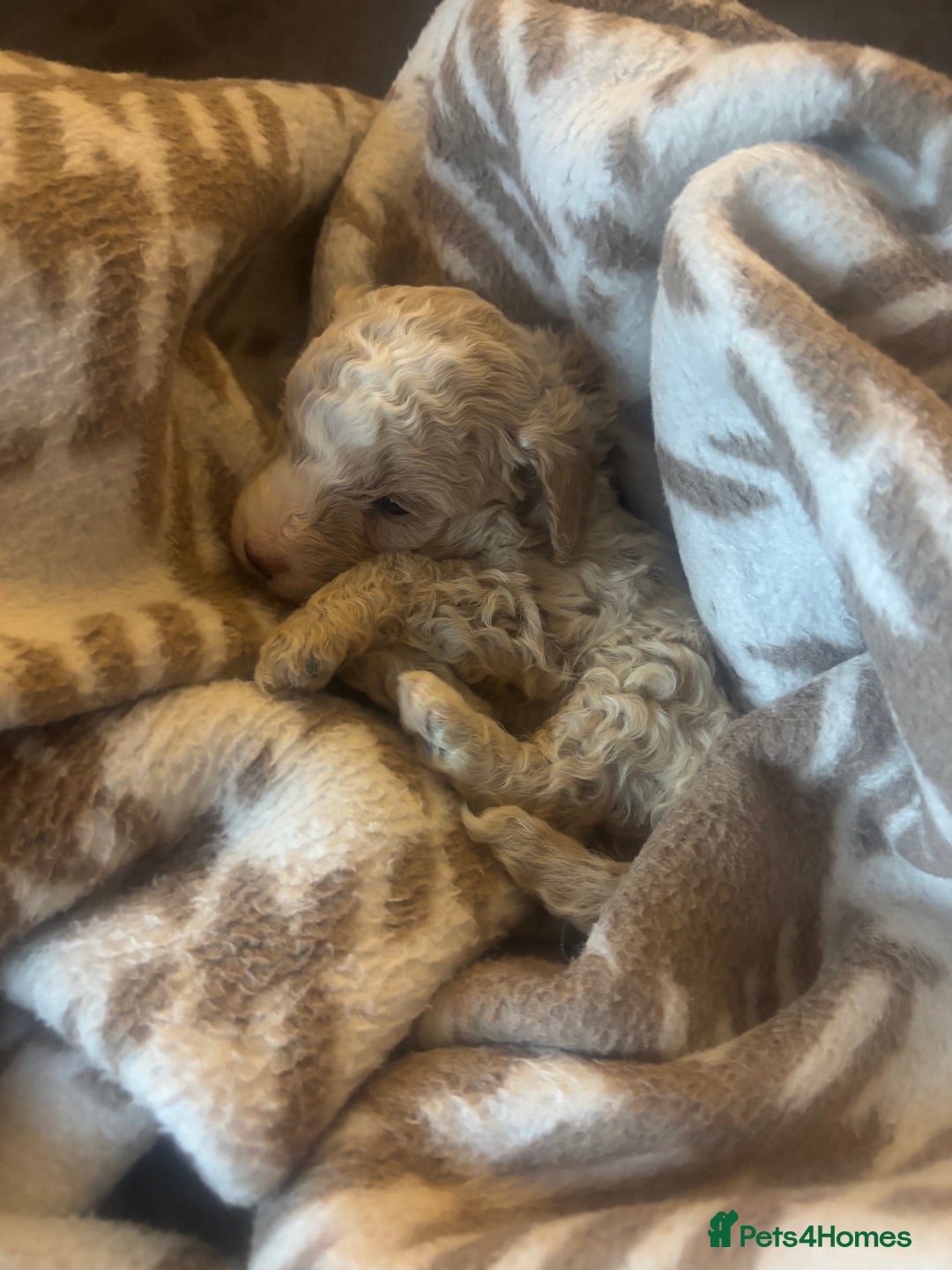 Cavapoochon dogs for sale: Teddy bear Cavapoochons health tested lineage - Advert 6