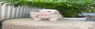Ragdoll Kitten 3