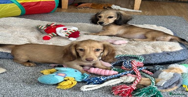Miniature Dachshund dogs - Advert 10