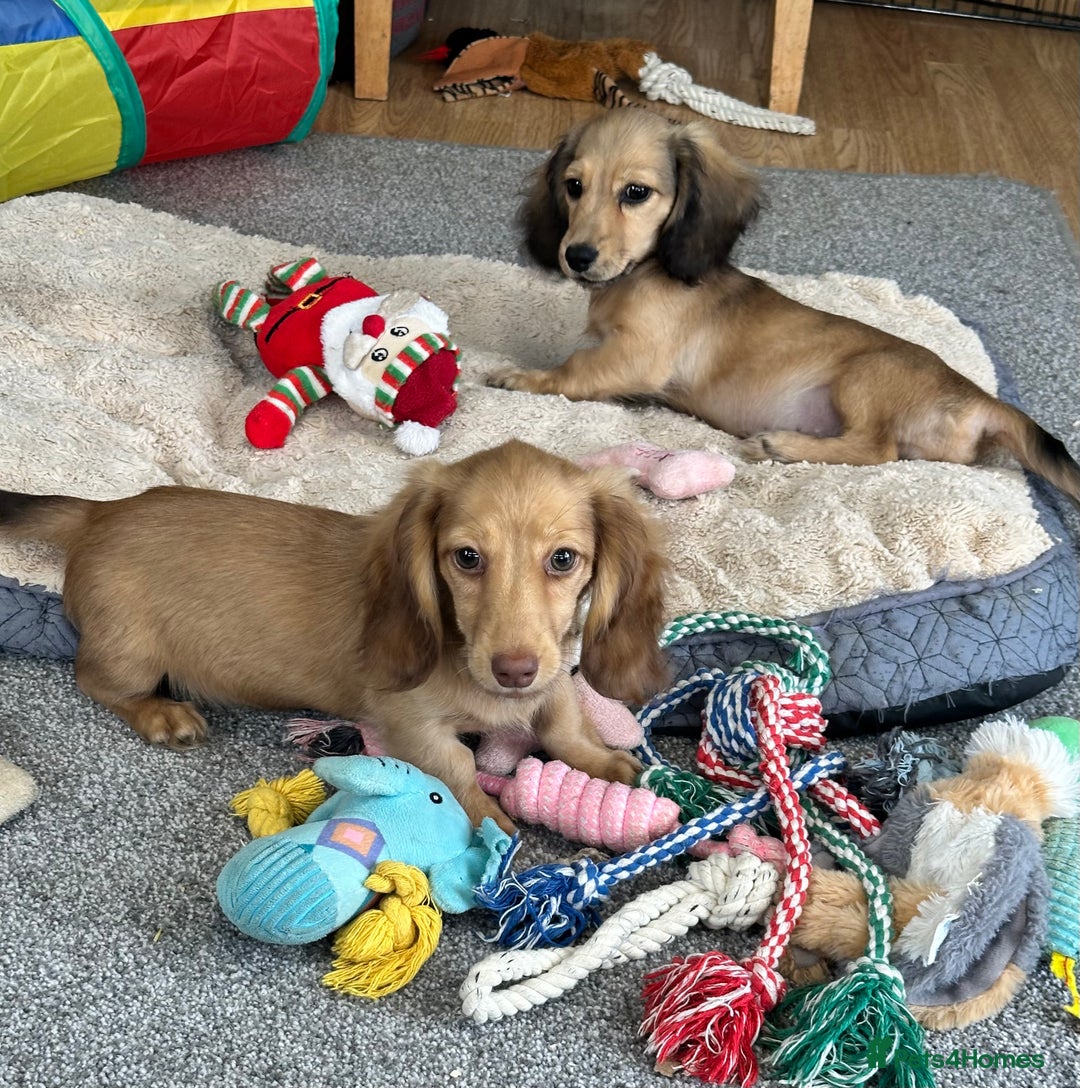 Miniature Dachshund dogs for sale: Gorgeous shaded cream boy and girl - Image 1