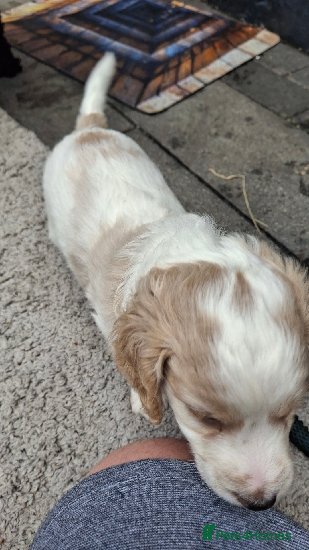 Cockapoo dogs for sale: Mr cassidy - Image 36