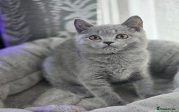 British Shorthair cats for sale: Ready now - 1 girl + 1 boy BSH Kittens - Image 1