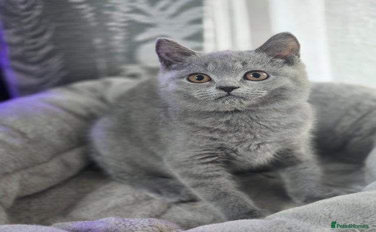 British Shorthair cats - Advert 9