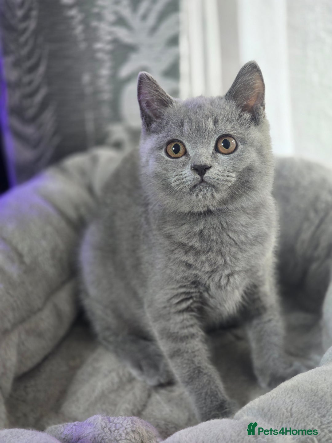 British Shorthair cats for sale: Ready now - 1 girl + 1 boy BSH Kittens - Image 1