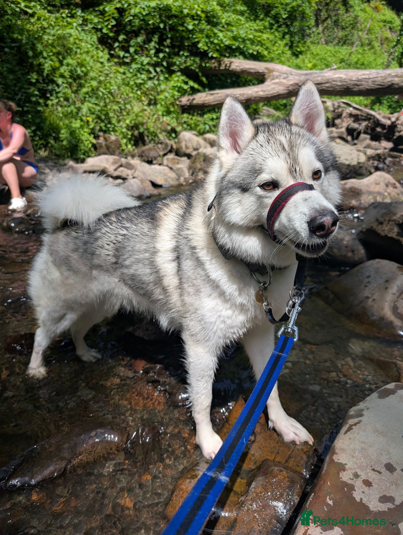 Mixed Breed dogs STUD HUSKY/MALAMUTE MIX - Advert 2