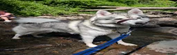 Mixed Breed dogs for stud: STUD HUSKY/MALAMUTE MIX - Advert 1