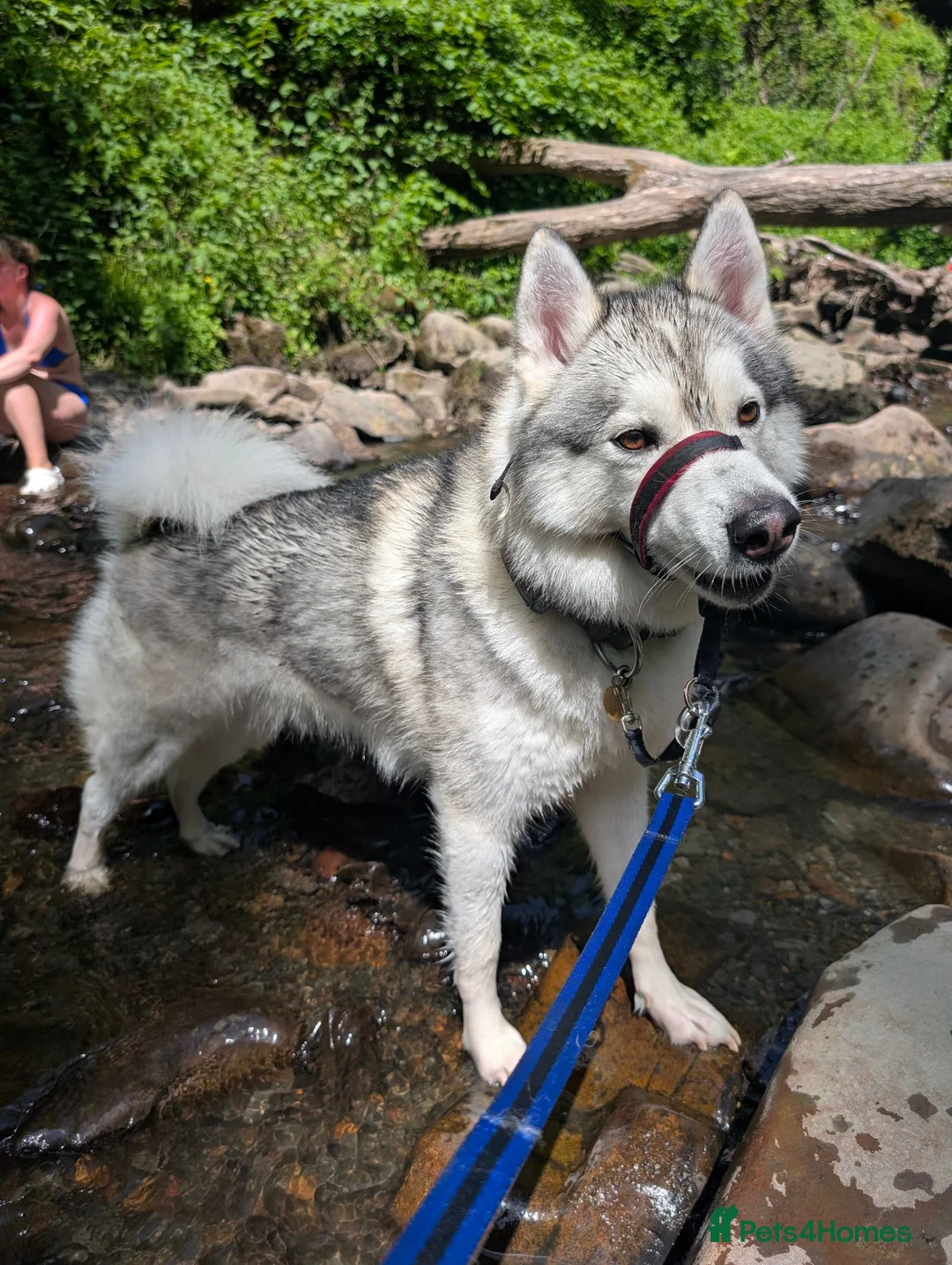 Mixed Breed dogs for stud: STUD HUSKY/MALAMUTE MIX - Advert 1