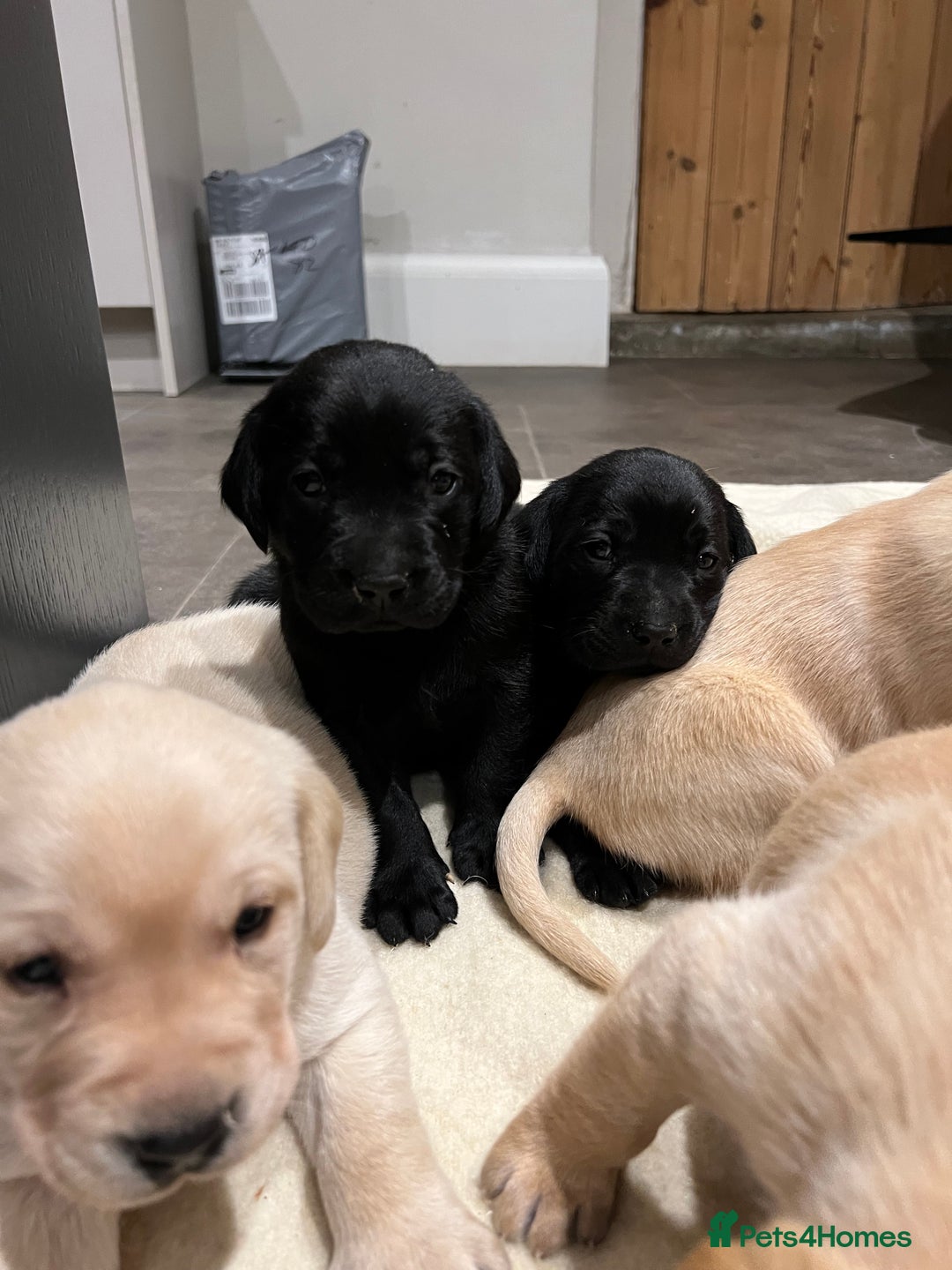 Labrador Retriever dogs for sale: 1 golden/ yellow boy Labrador puppies left - Advert 13