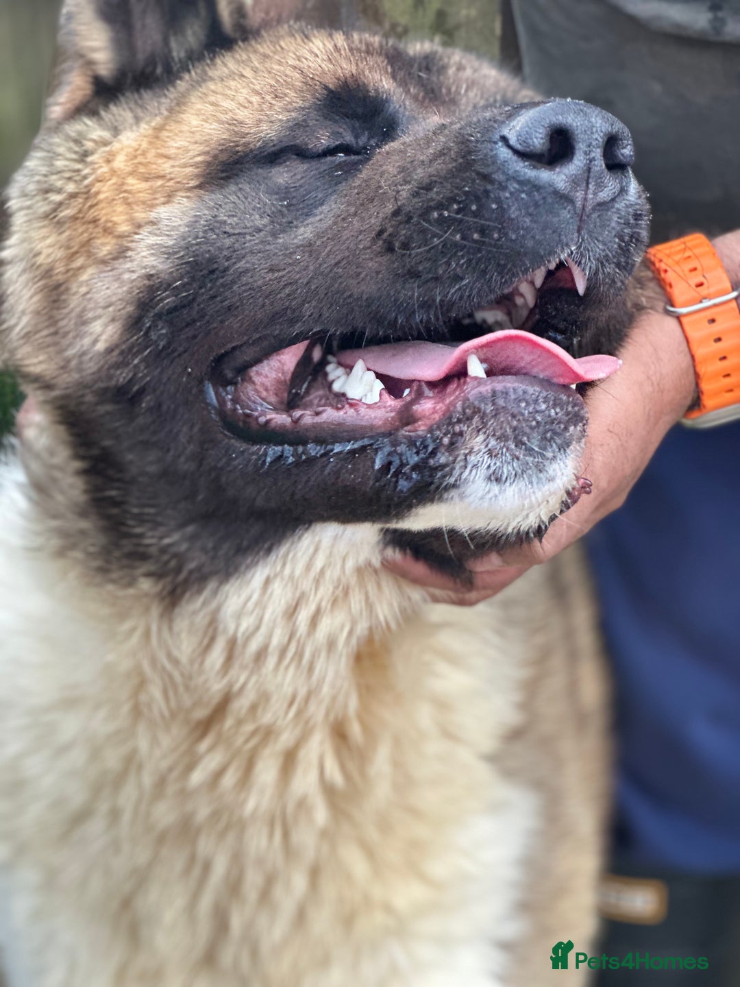 Akita dogs for sale: Akita Pups.  - Advert 9