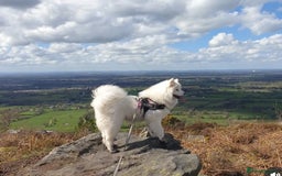 Samoyed dogs for sale: 🐾 Exceptional Pedigree Samoyed Puppies  🐾 - Image 8